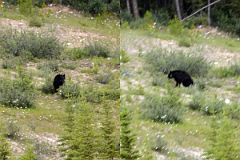 18 A Bear In A Field Next To The Road From Lake Louise Village To Lake Louise
